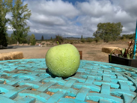 Exploring the Crisp Delight: A Deep Dive into the Mutsu Apple