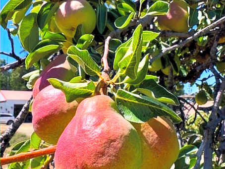 Indulge in Fresno County's Most Delicious Organic Bartlett Pears at The Orchard at Meadow Lakes – Limited Supply, Grab Them Before They’re Gone!