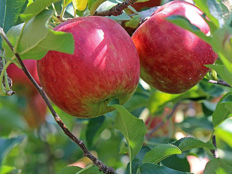 Fuji Apples: A Symphony of Sweetness and Crisp Perfection