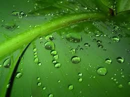 Leaf and Dew Drop