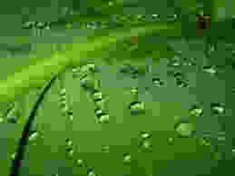 Leaf and Dew Drop