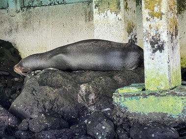 Two sealions lounging on a rock.