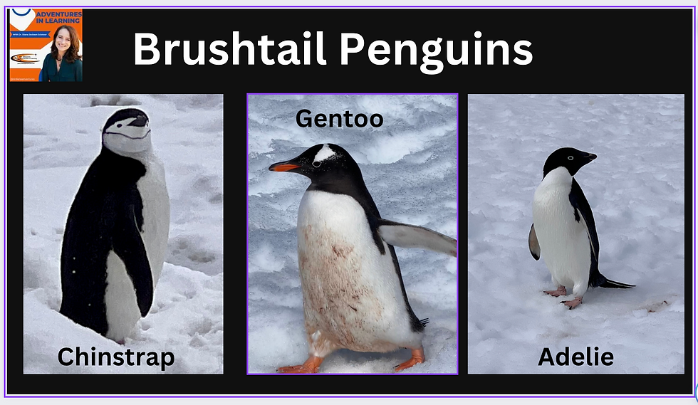 Chinstrap Penguin with its black helmet, Gentoo penguin with its distinct orange beak and white eye patch, and Adélie penguin with its blue eye and black beak (photographed by Dr. Diane Jackson Schnoor in December, 2022)