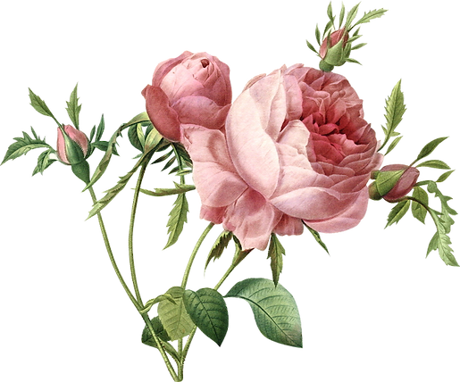 botanical-illustration-3.png