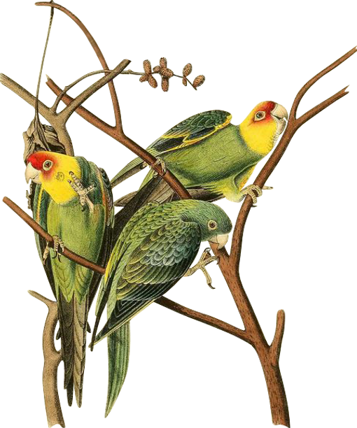 birds of America, 1840.png