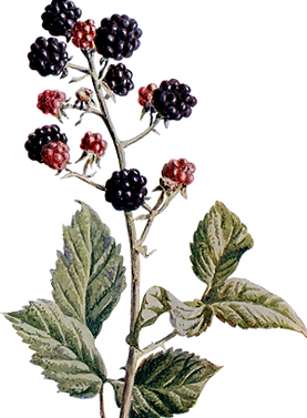 berries 1 s.png