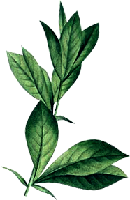 k leaves.png