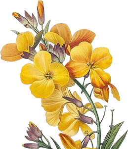 yellow f.png