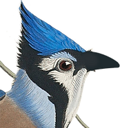 birdhead2.png