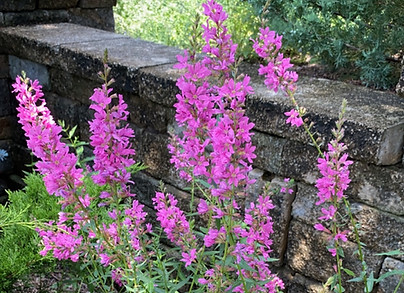 A vibrant pink flower blossoms in front of a sturdy stone wall.