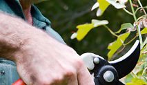 pruning.