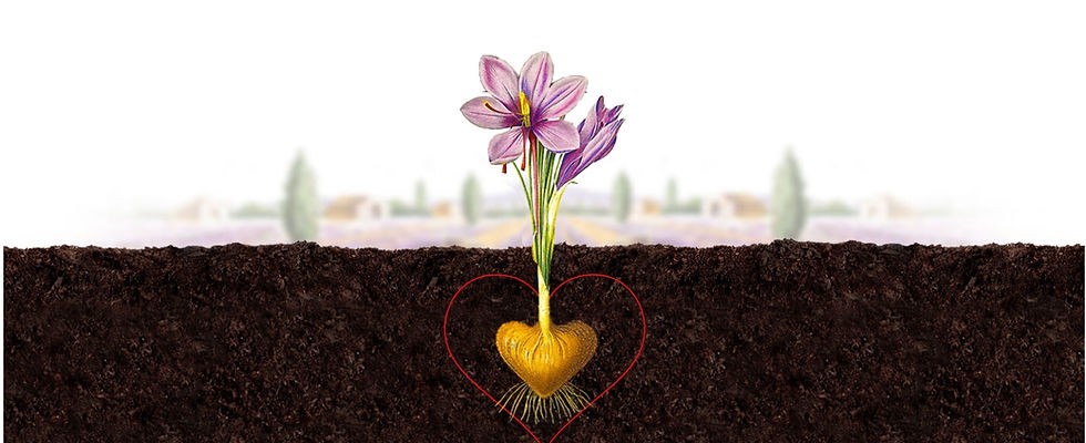 kashmiri saffron price 1 gm