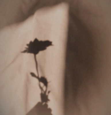 Flower Shadow_edited_edited_edited.jpg