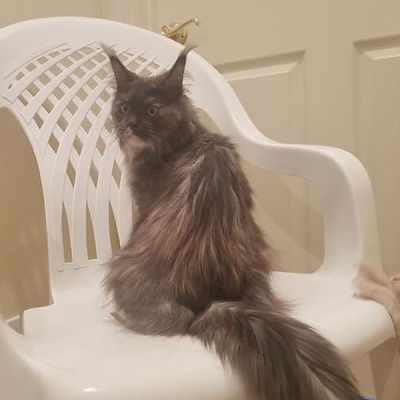 Kirara Gentle Predator, Maine Coon, 2.5 years old.