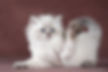 274094975_1394102401027588_5645085904605370685_n.jpeg