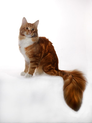 Grand Champion, Le Beau Minu Flynn of Reigningcats at one year old.