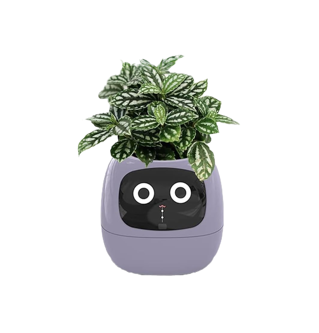 BERRY IVY