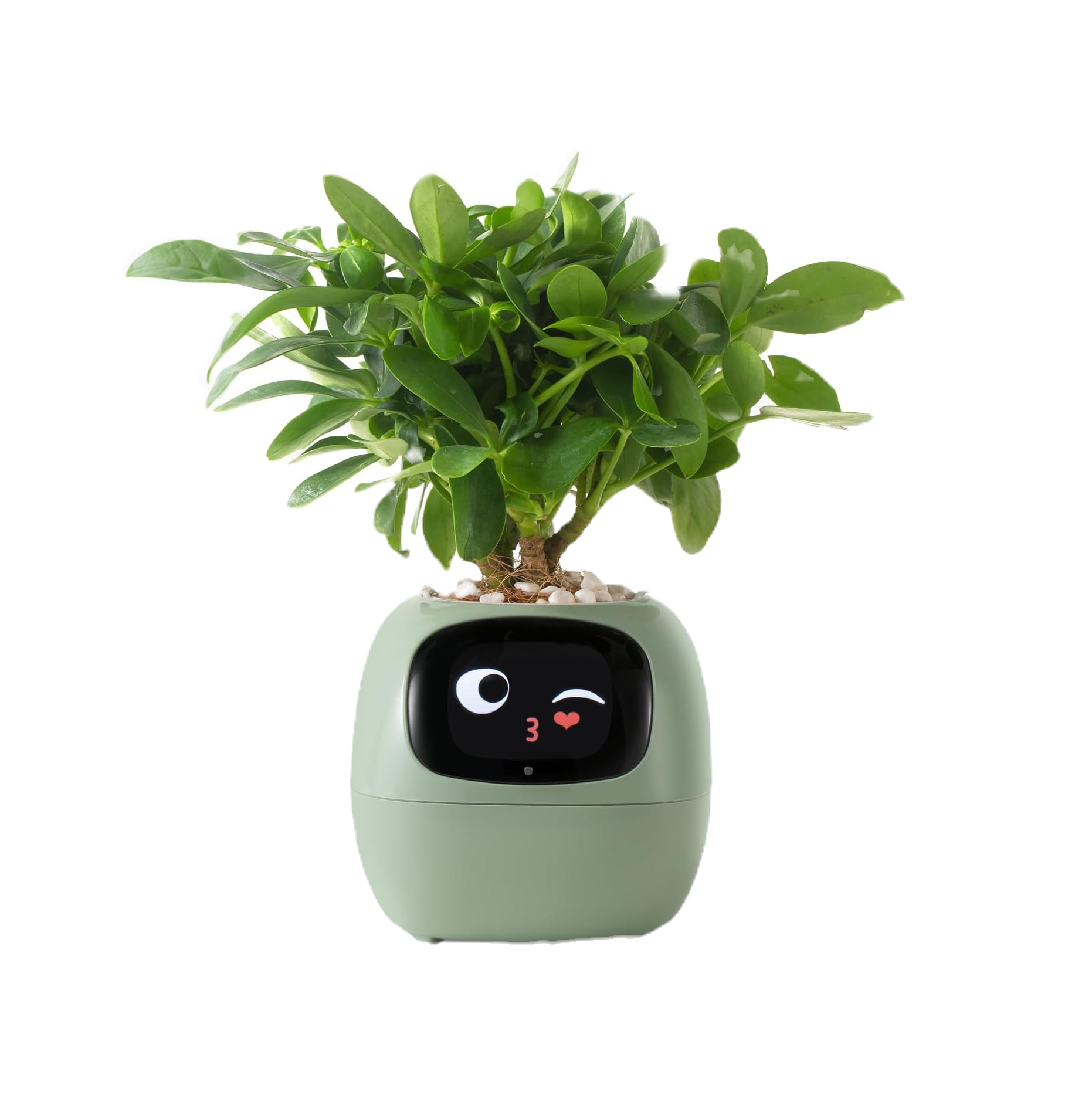 WILD IVY