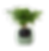 WILD IVY