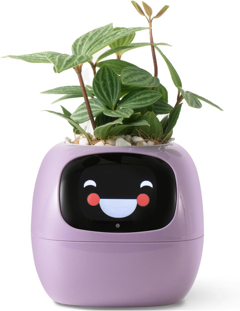 Thumbnail: BERRY IVY