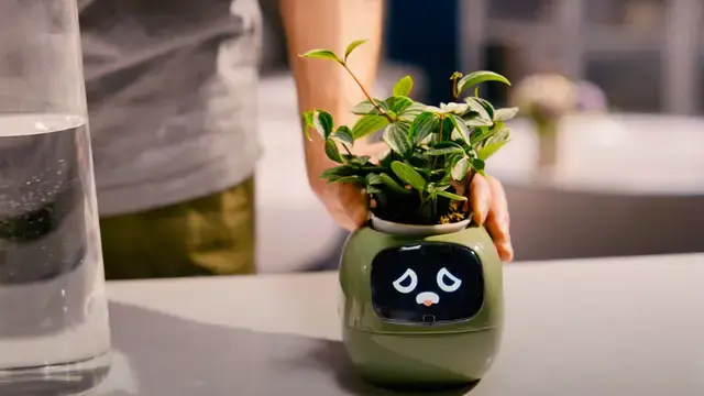 Thumbnail: WILD IVY
