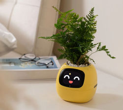 Bloomy Buddy at a desk
