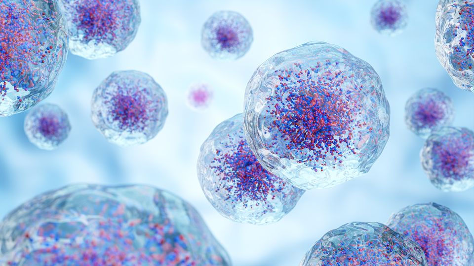 Mesenchymal Stem Cells ED Dubai