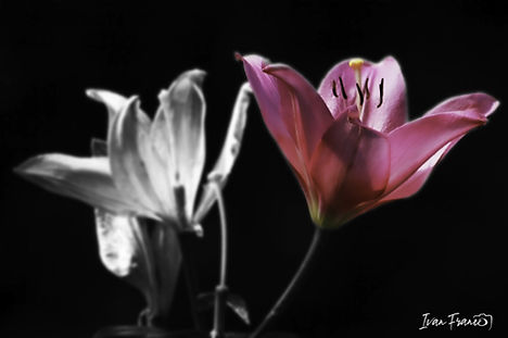 ivanfranco-foto-OPERE_FIORE-BRISSAGO