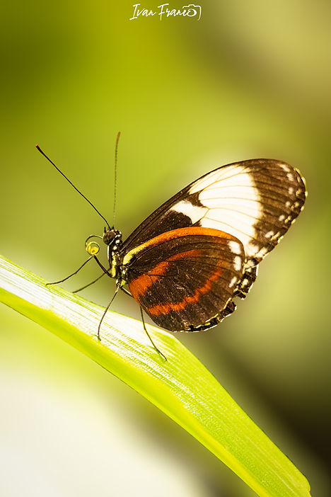 ivanfranco-foto_ANIMALI-PAPILLORAMA_006