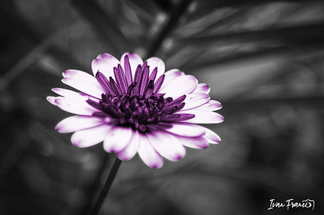 ivanfranco-foto-OPERE_FIORE-VIOLA