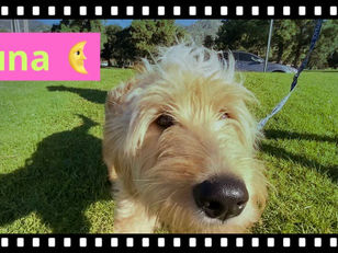 Luna | Goldendoodle | Redondo Beach, California | In-Training