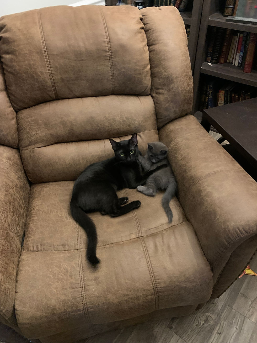 Black cat with a grey kitten - Elfi and Shadow