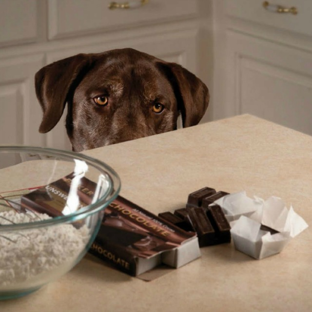 Perro mirando un chocolate con ojos de deseo