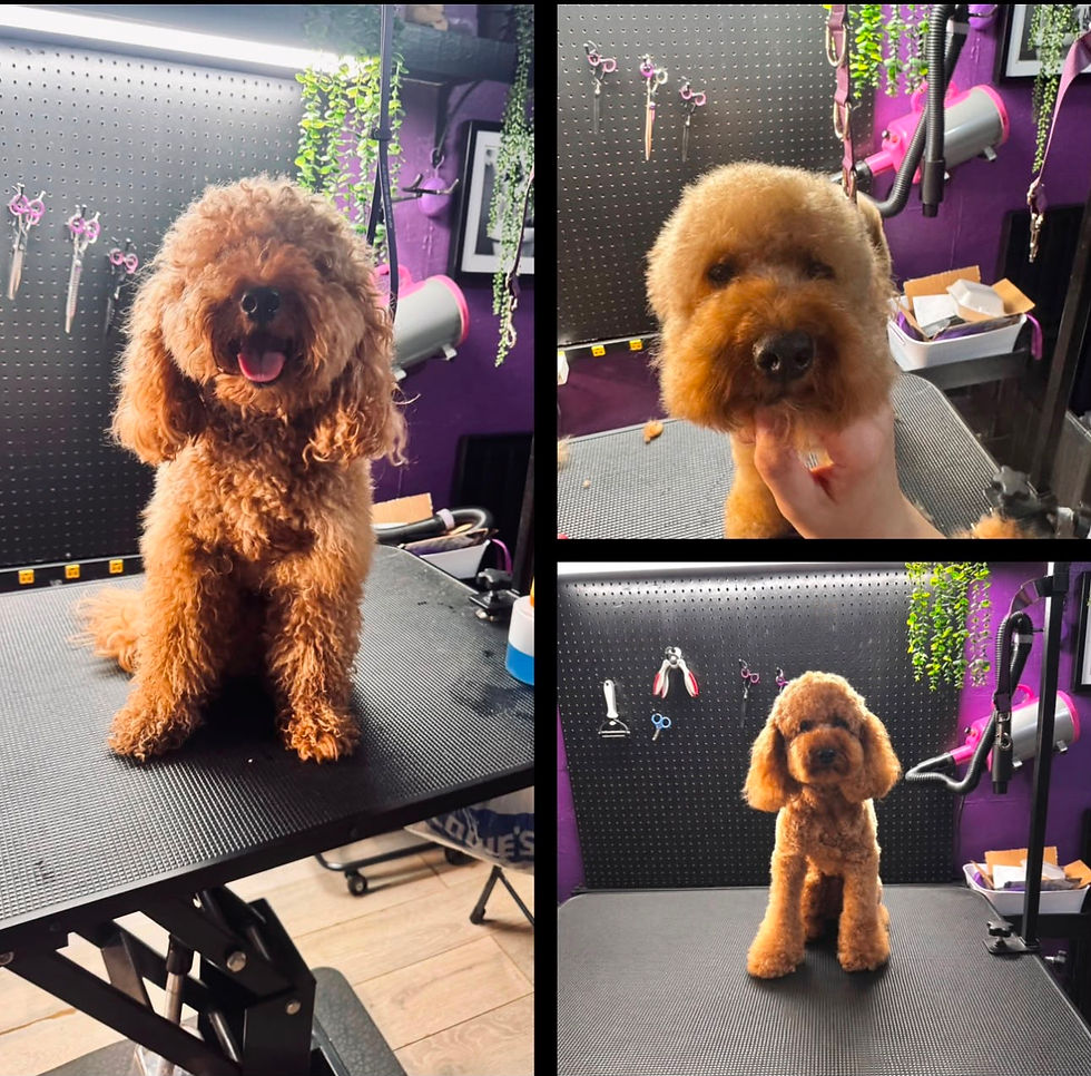 deluxe groom.jpeg
