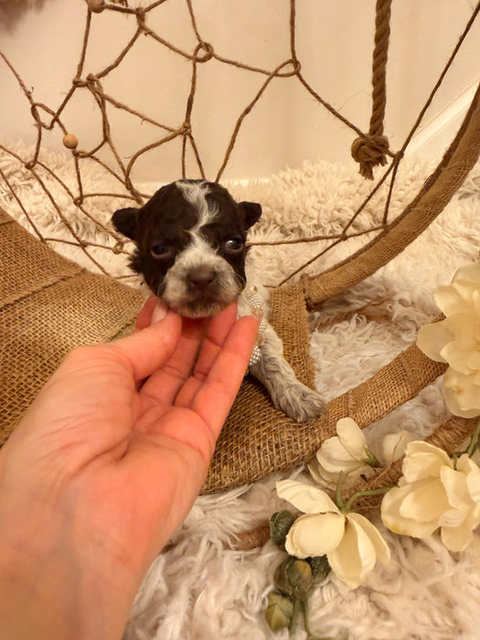 Small black and white lagotto romagnolo puppy resting in a hand