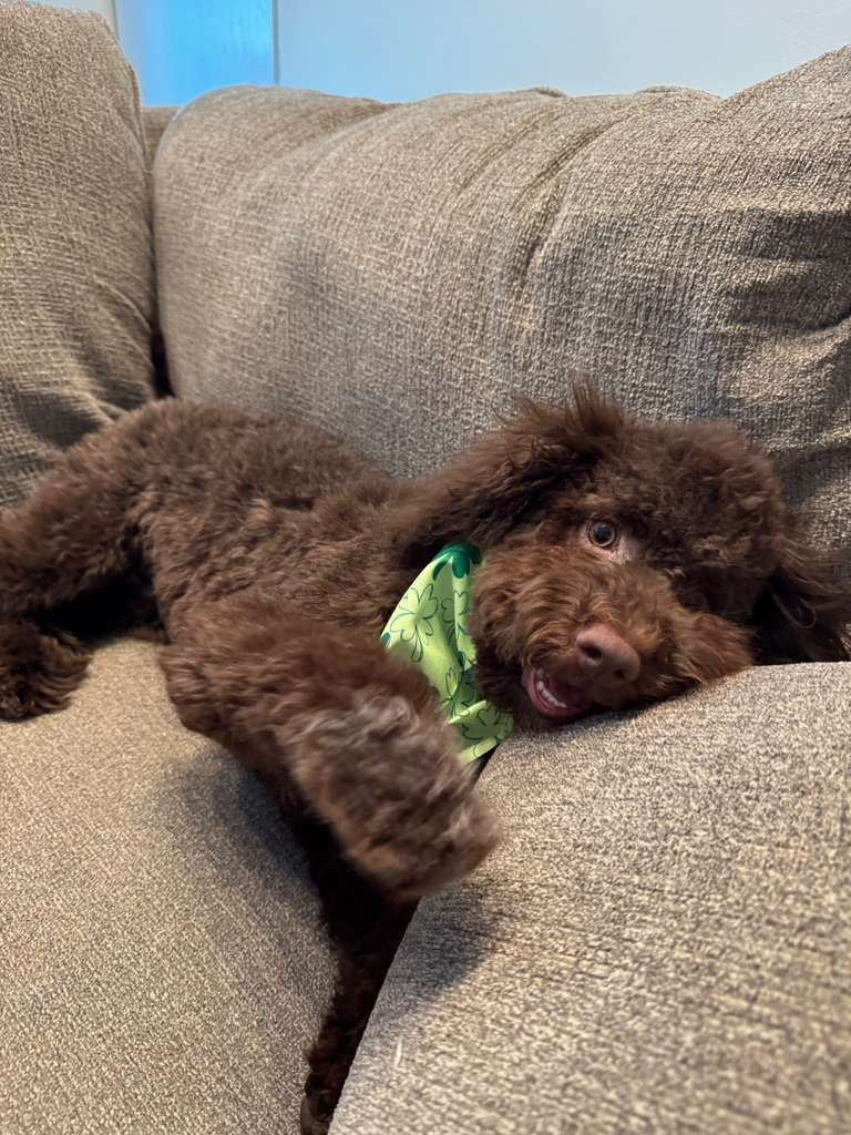 lagattopupbrown1.jpeg