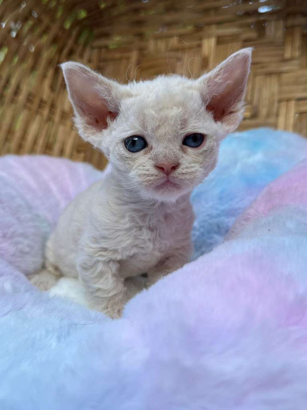 Adorable fluffy white Devon Rex kitten