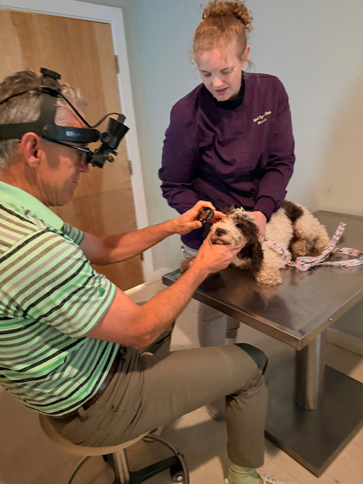 Veterinarian examining a small lagotto romagnolo dog's eye with specialized loupes