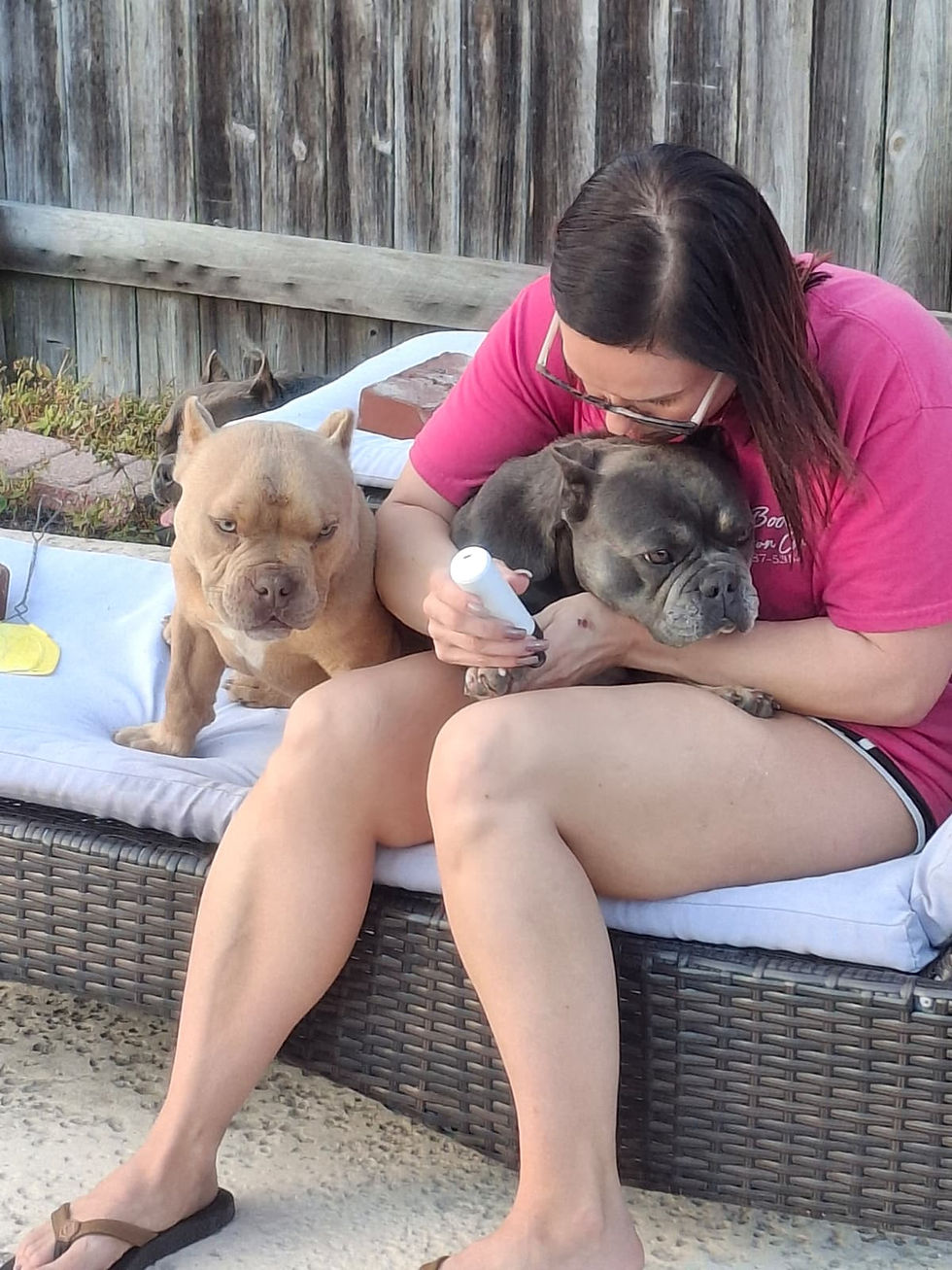 Woman pets two puppies on a bench outside; All American Bullies.