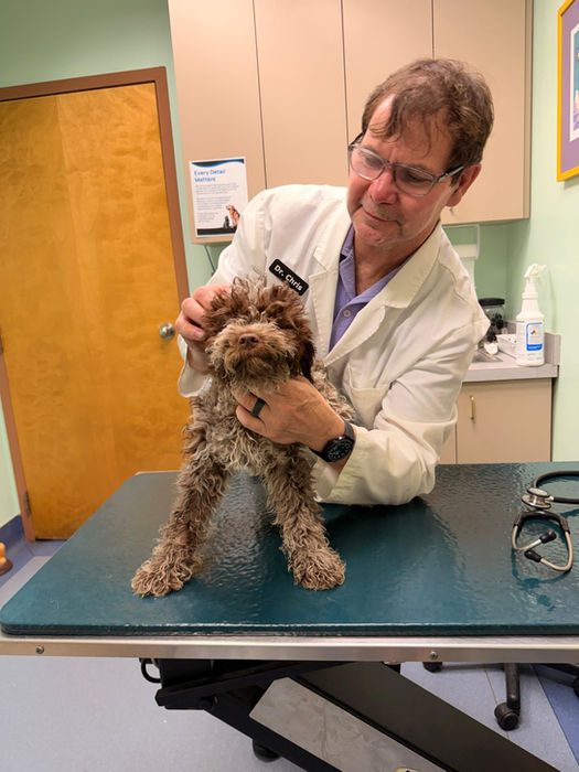Veterinarian examining a small brown lagotto romagnolo dog on a clinic table.