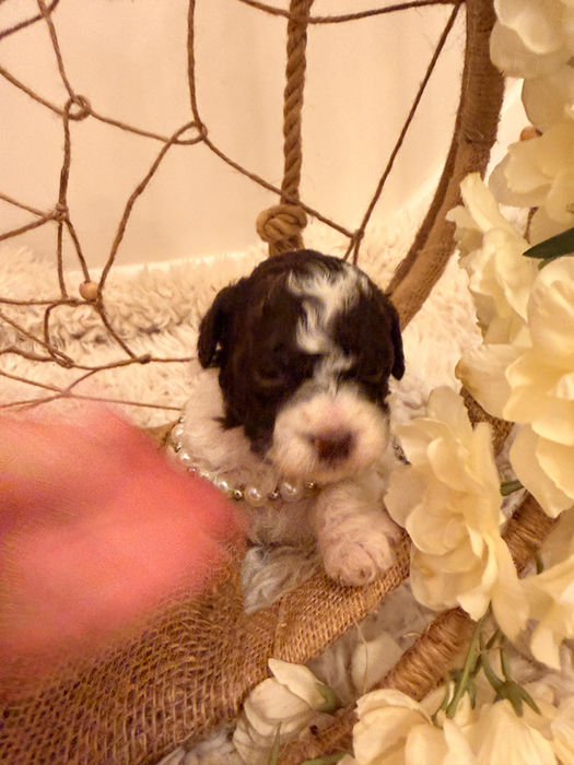 Black and white lagotto romagnolo puppy sitting in a wicker chair