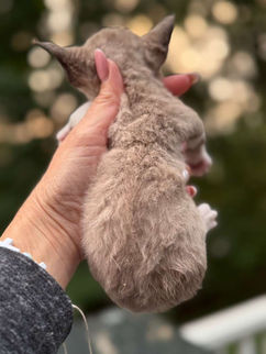 Chocolate mink Minskin kitten standard (shortie ) Rex hypoallergenic 