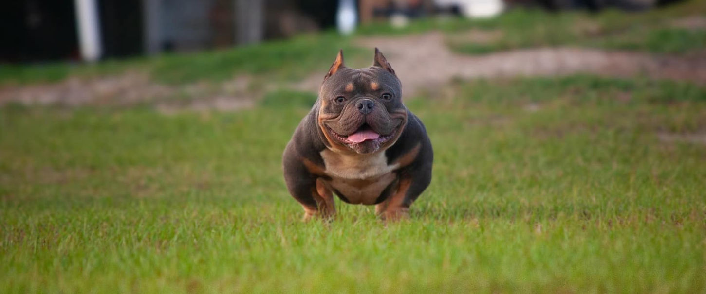 American Bully dog standing in green grass, with tongue out, outdoors.