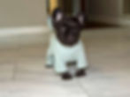 Cute black French Bulldog puppy in light blue shirt, indoors. French Bulldogs for sale.