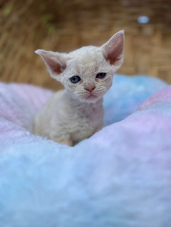 Adorable white Devon Rex Minskin kitten