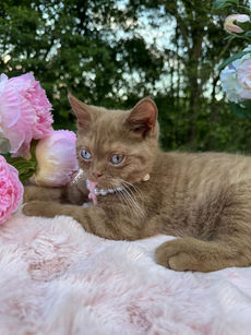 picture of a relaxed blue-eyed cinnamon British shorthair kitten