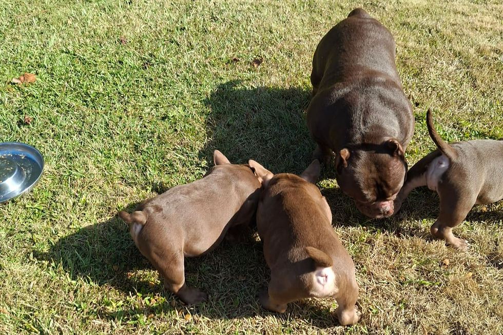 Three brown puppies playing on green grass, THE EXTREME EXOTIC BULLY, outside in yard.
