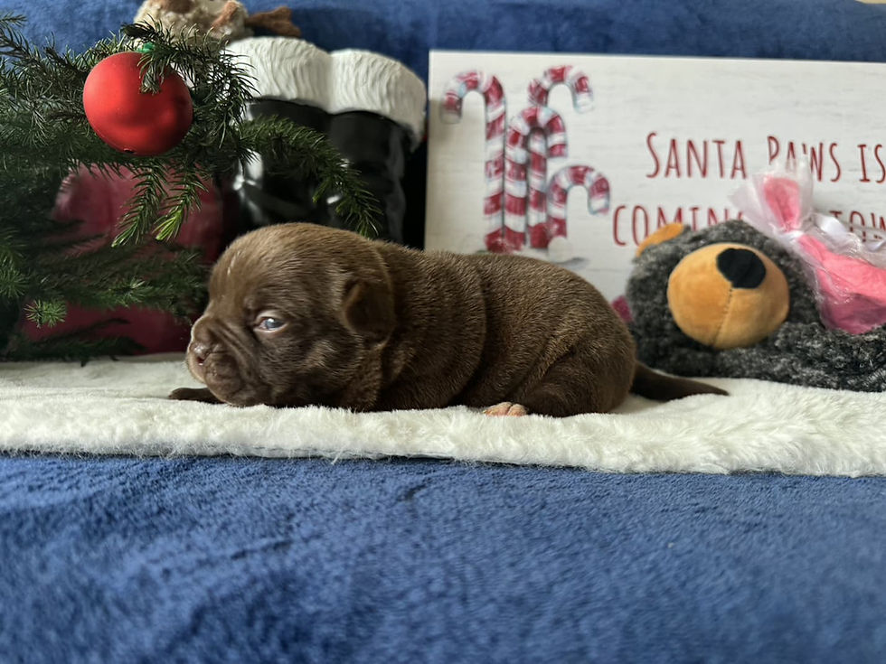 Brown puppy Santa Paws is coming home with Christmas decorations and gifts.
