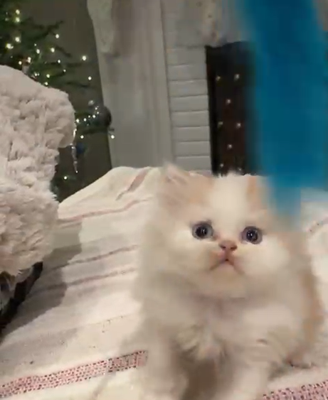 Screenshot 2025-12-08 171717.png