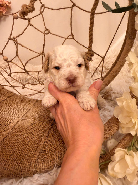 Small white lagotto romagnolo puppy held in a person's hand